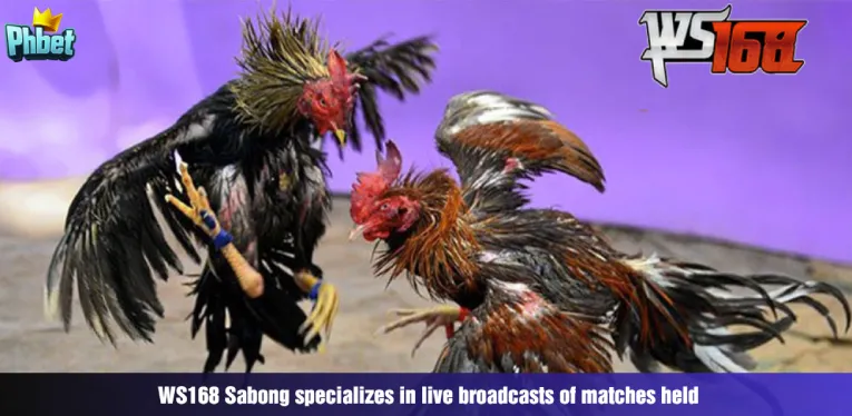 ws168-sabong